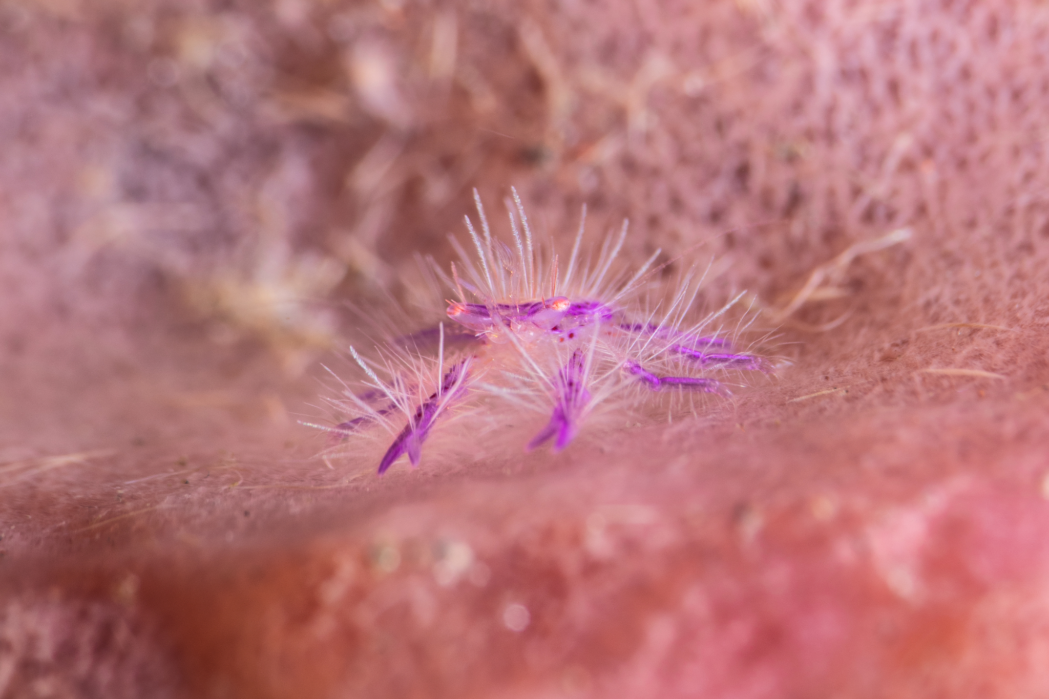Baby pink lobster